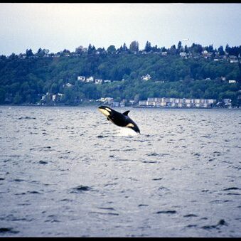 BreachingVashon_MSears